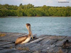 Pelícano durante el camino de regreso
