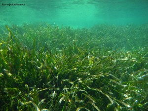 pradera de posidonia