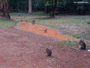 Monos antes de llegar al Bayón
