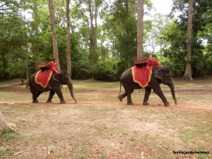 Elefantes en la zona de P.Bakheng