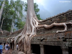 Espectacular imagen en el Ta Prohm