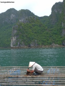 Trabajando en la granja de perlas