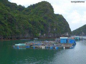 Típicas casas flotantes