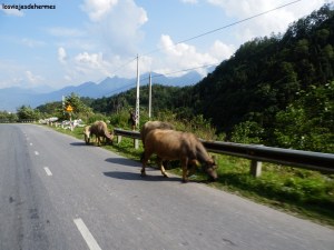 ¡Precaución en la carretera!