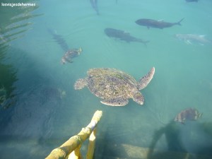Tortugas del acuario