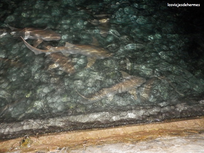 Tiburones nodriza junto al puerto